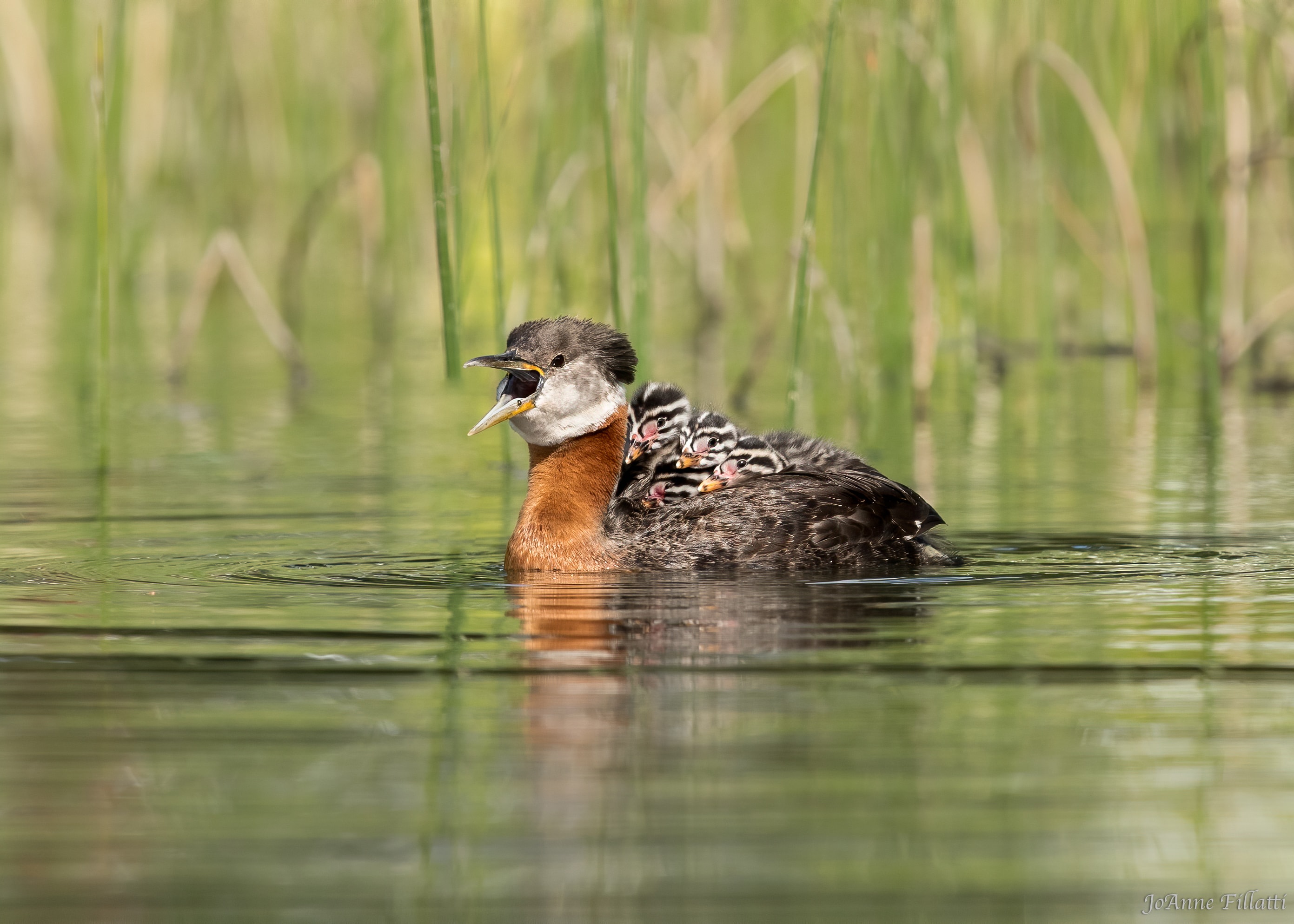 bird of british columbia image 20